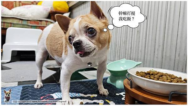 【寵物不挑嘴飼料系列】NH+擁恆低敏天然糧小型熟齡犬全面照護