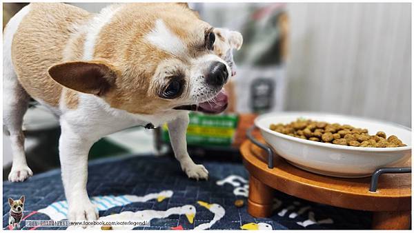 【寵物不挑嘴飼料系列】NH+擁恆低敏天然糧小型熟齡犬全面照護