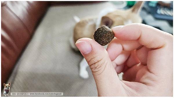 【寵物也要一起健康保養】西班牙專利蛋殼膜．毛寶貝養皮膚最佳首