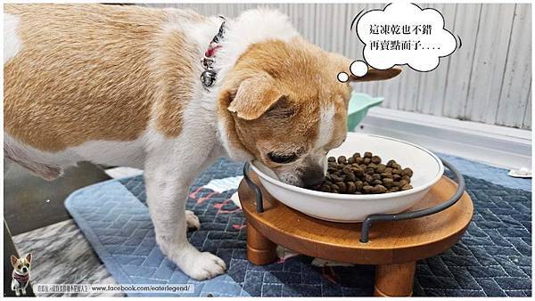 【寵物不挑嘴飼料系列】2024飼料推薦．來旺也會動動尊口八犬