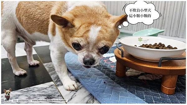 【寵物不挑嘴飼料系列】2024飼料推薦．來旺也會動動尊口八犬