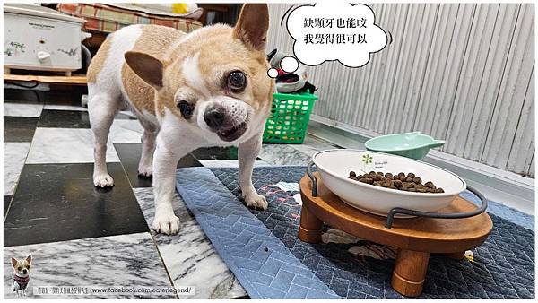 【寵物不挑嘴飼料系列】2024飼料推薦．來旺也會動動尊口八犬