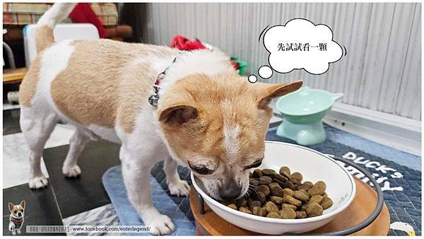 【寵物不挑嘴飼料系列】2024飼料推薦．來旺也會動動尊口八犬