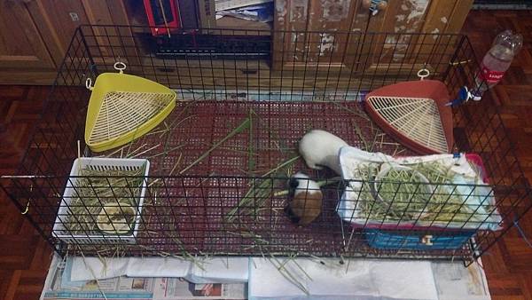 飼養天竺鼠注意事項 1210更 喜歡吃吃喝喝的阿樂 痞客邦 飼養天竺鼠注意事項 1210更 喜歡吃吃喝喝的阿樂 痞客邦