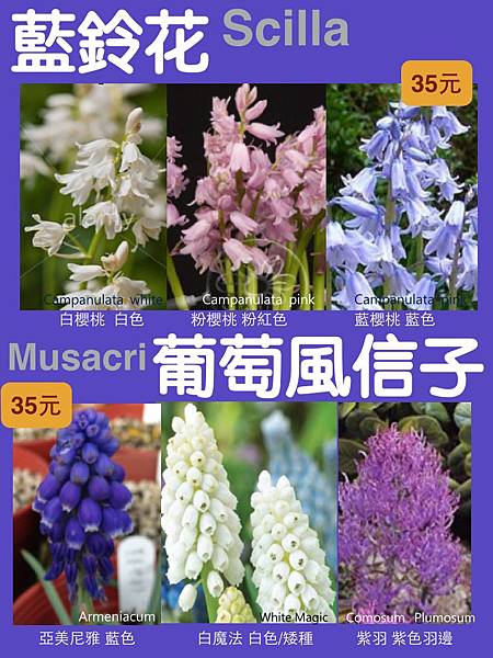 藍鈴花  葡萄風信子2.002