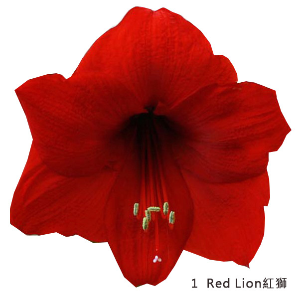 1Red Lion紅獅.jpg