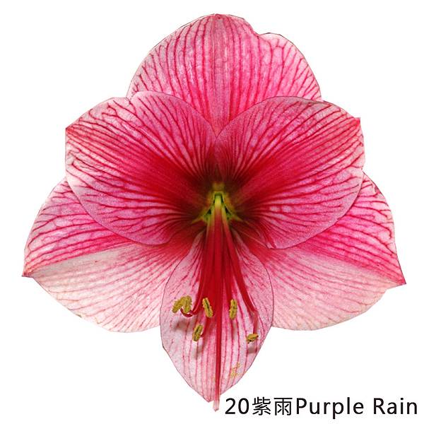 20紫雨Purple Rain.jpg