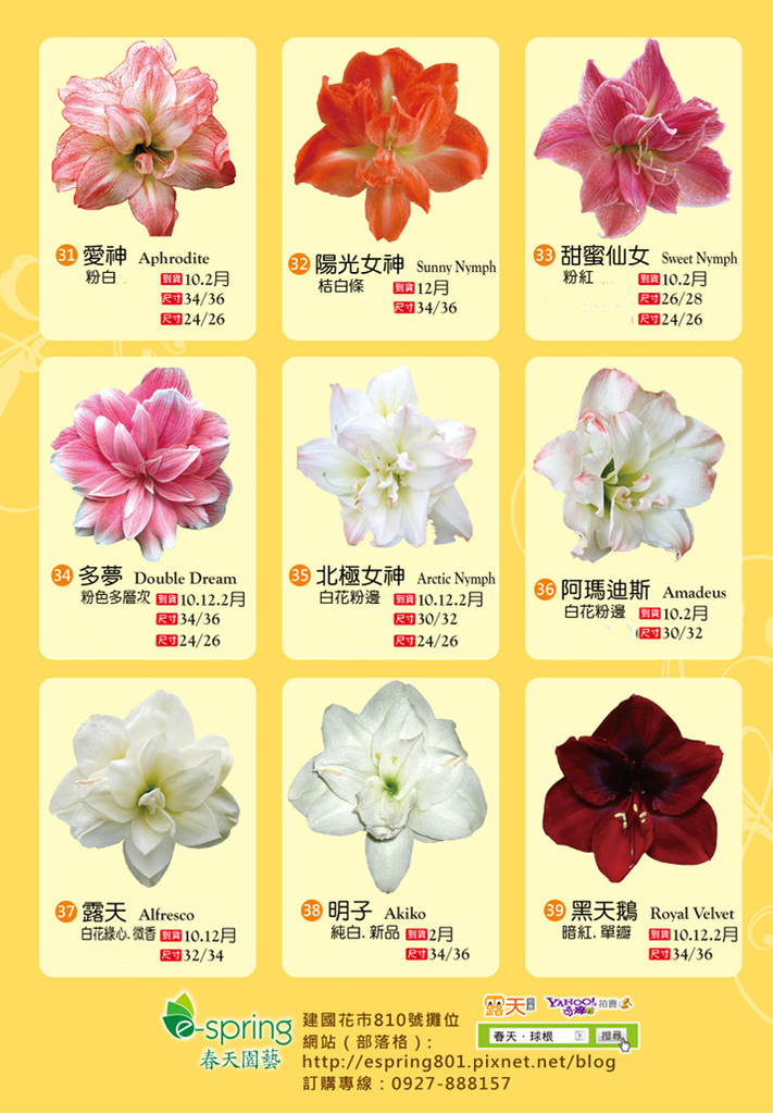 孤挺花16秋冬 17春品種介紹 春天 球根 痞客邦