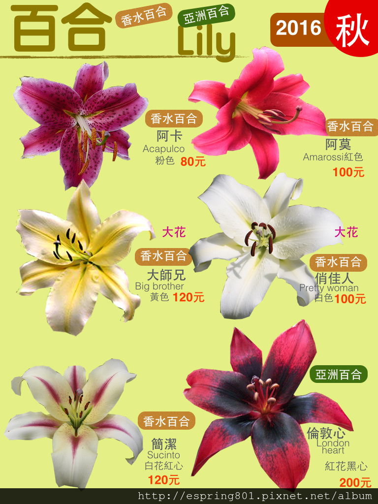 風信子鬱金香西洋水仙各式百合鳶尾花小蒼蘭葡萄風信子番紅花天鵝絨白頭翁陸蓮夏雪片蓮16秋 17春目錄與品種對照 春天 球根 痞客邦