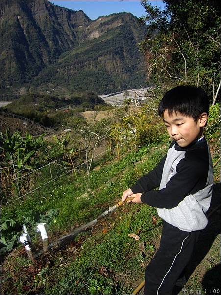 凱凱：我在給奶奶種的菜們喝水