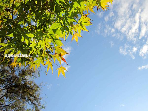 楓葉6.jpg