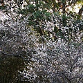 IMG_0469.jpg