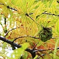 _MG_9599.JPG