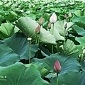 IMG_9743.JPG