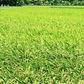 IMG_9745.JPG