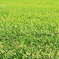 IMG_9747.JPG