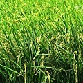 IMG_9774.JPG