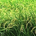 IMG_9775.JPG