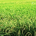 IMG_9776.JPG