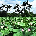 IMG_9787.JPG
