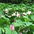 IMG_9803.JPG