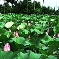 IMG_9831.JPG
