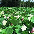 IMG_9843.JPG