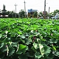 IMG_9850.JPG