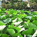 IMG_9857.JPG