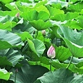 IMG_9859.JPG