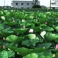 IMG_9866.JPG