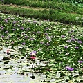 IMG_9888.JPG
