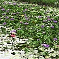 IMG_9895.JPG
