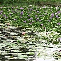 IMG_9910.JPG