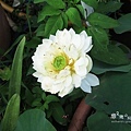 IMG_9915.JPG