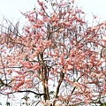 IMG_20200310_102659.jpg
