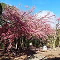 IMG_4538.JPG