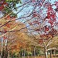 IMG_20211116_004005.jpg