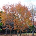 IMG_20211116_004105.jpg