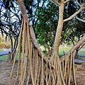 IMG_20211116_004050.jpg