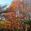 IMG_20211116_004550.jpg