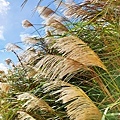 IMG_20211117_125013.jpg