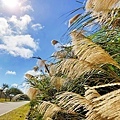 IMG_20211117_125022.jpg