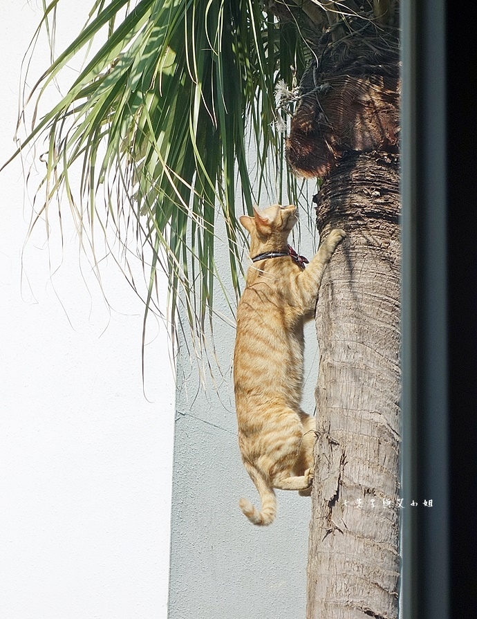 31 新竹竹北畫盒子藝術餐廳.JPG 31 新竹竹北畫盒子藝術餐廳.JPG