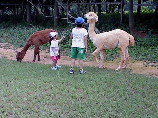 2013.0606@天馬牧場餵草泥馬8