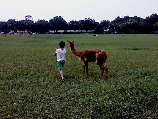 2013.0606@天馬牧場餵草泥馬4