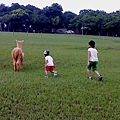 2013.0606@天馬牧場餵草泥馬1