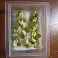2芽變長了