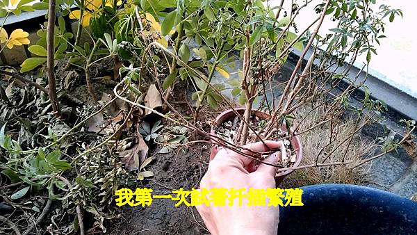 萬壽菊.mov_20230312_131042.470.jpg