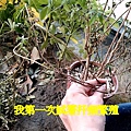 萬壽菊.mov_20230312_131042.470.jpg